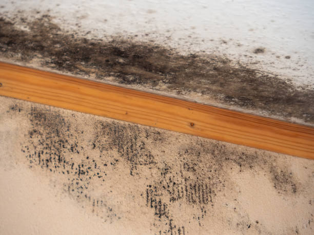 Mold Remediation for Vacation Homes in San Juan, TX
